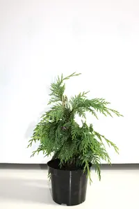 Küpressid