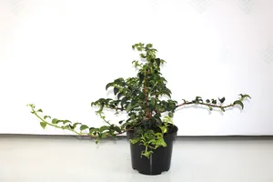 Hortensiad